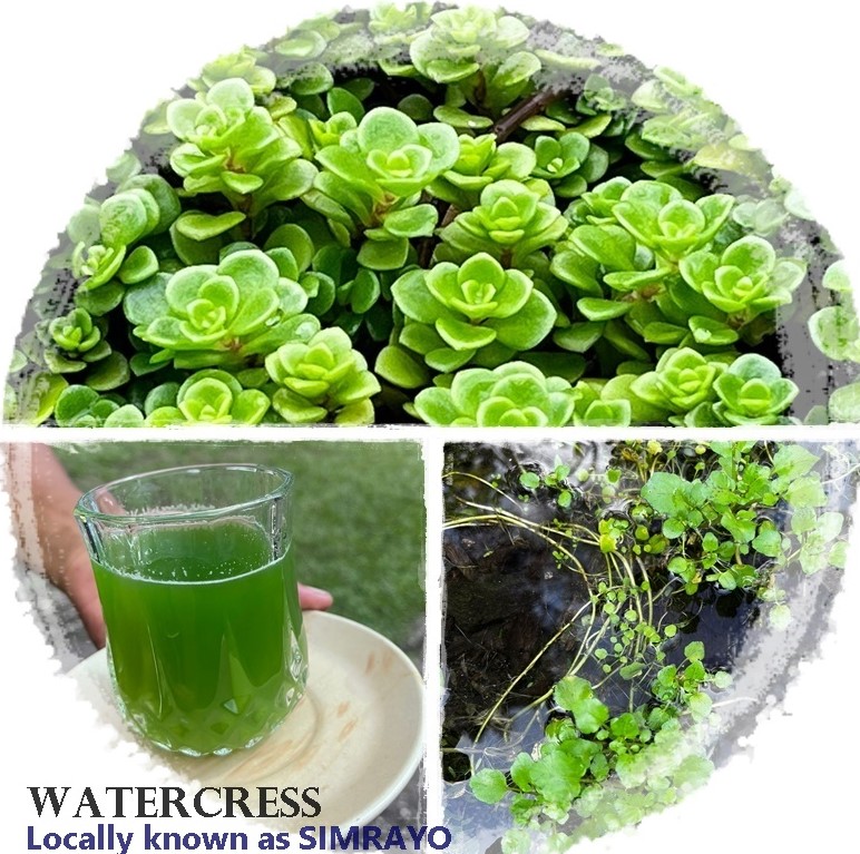 Watercress