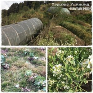 Organic farming, Chatakpur