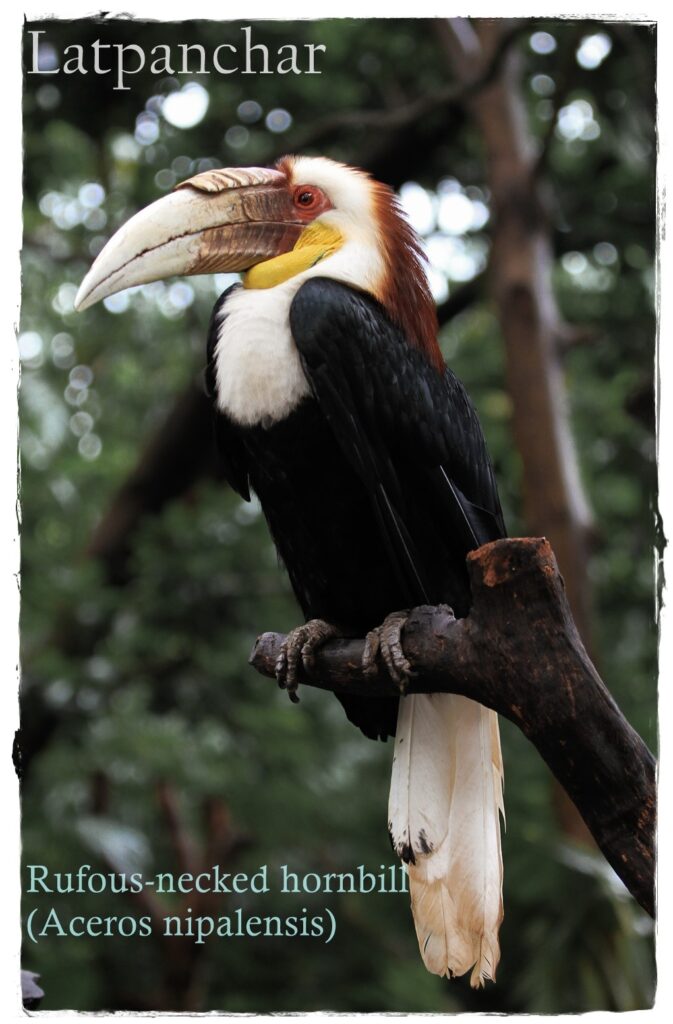 rufous-necked hornbill (Aceros nipalensis), Latpanchar