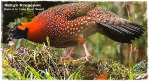 Crimson Horned Pheasant, Chatakpur