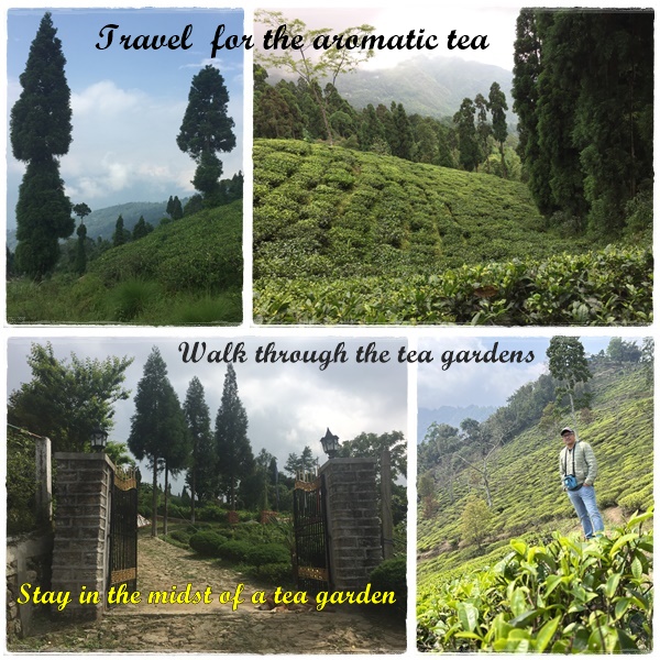 Tea Tourism - Emerging power in Indian Tourism