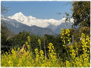 Himalayan Beauty