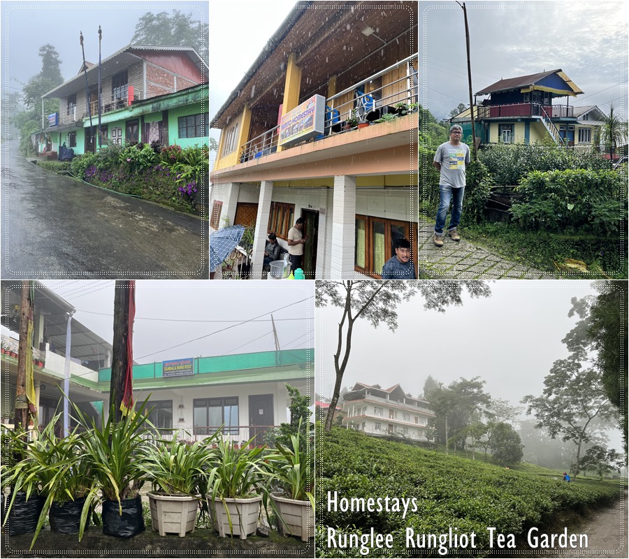 Homestays, Rungli Rungliot Tea Garden