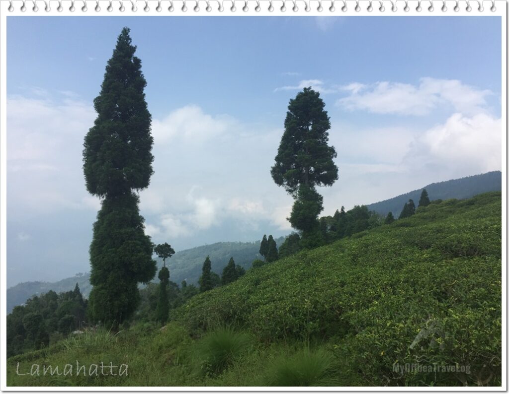 Lamahatta - nearest Tea Gardens