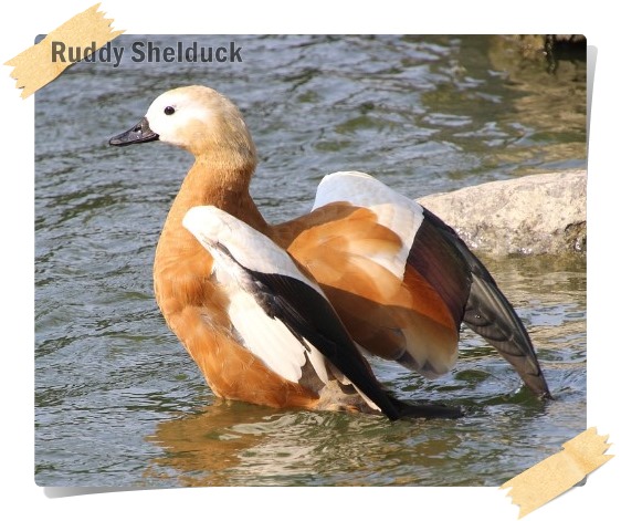 Ruddy Shelduck