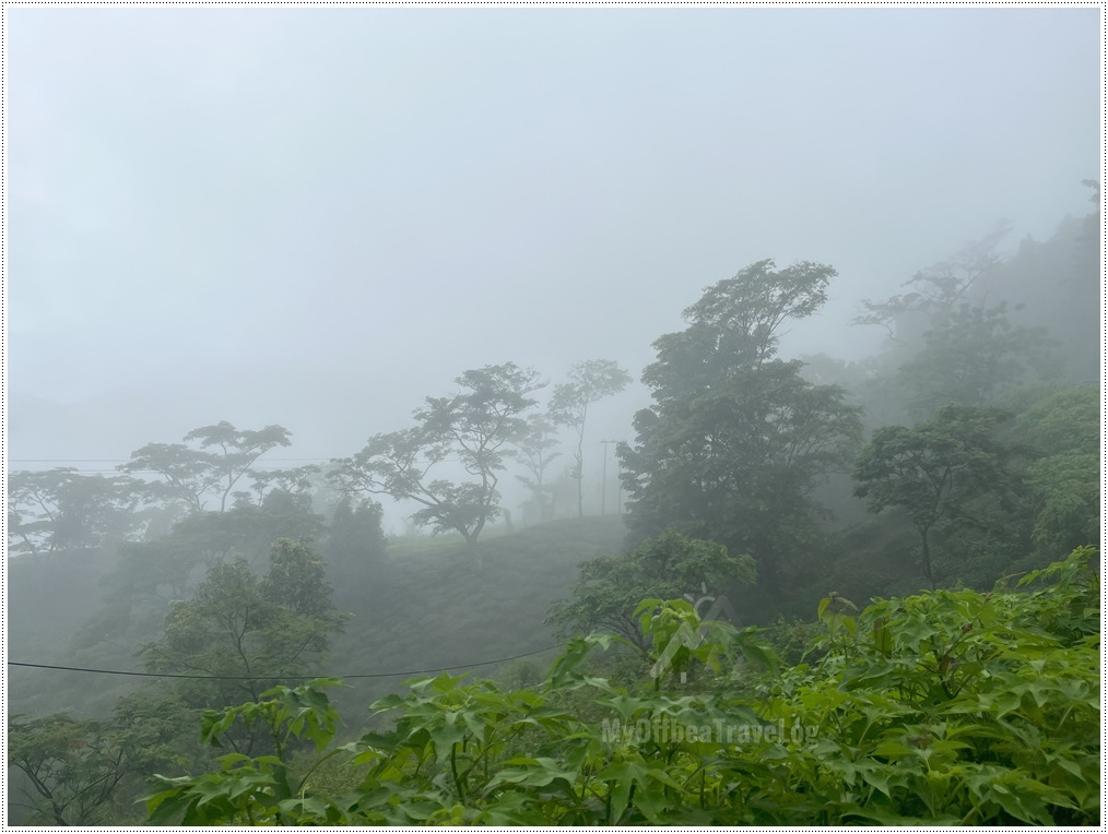 Mist - Darjeeling Tea Garden