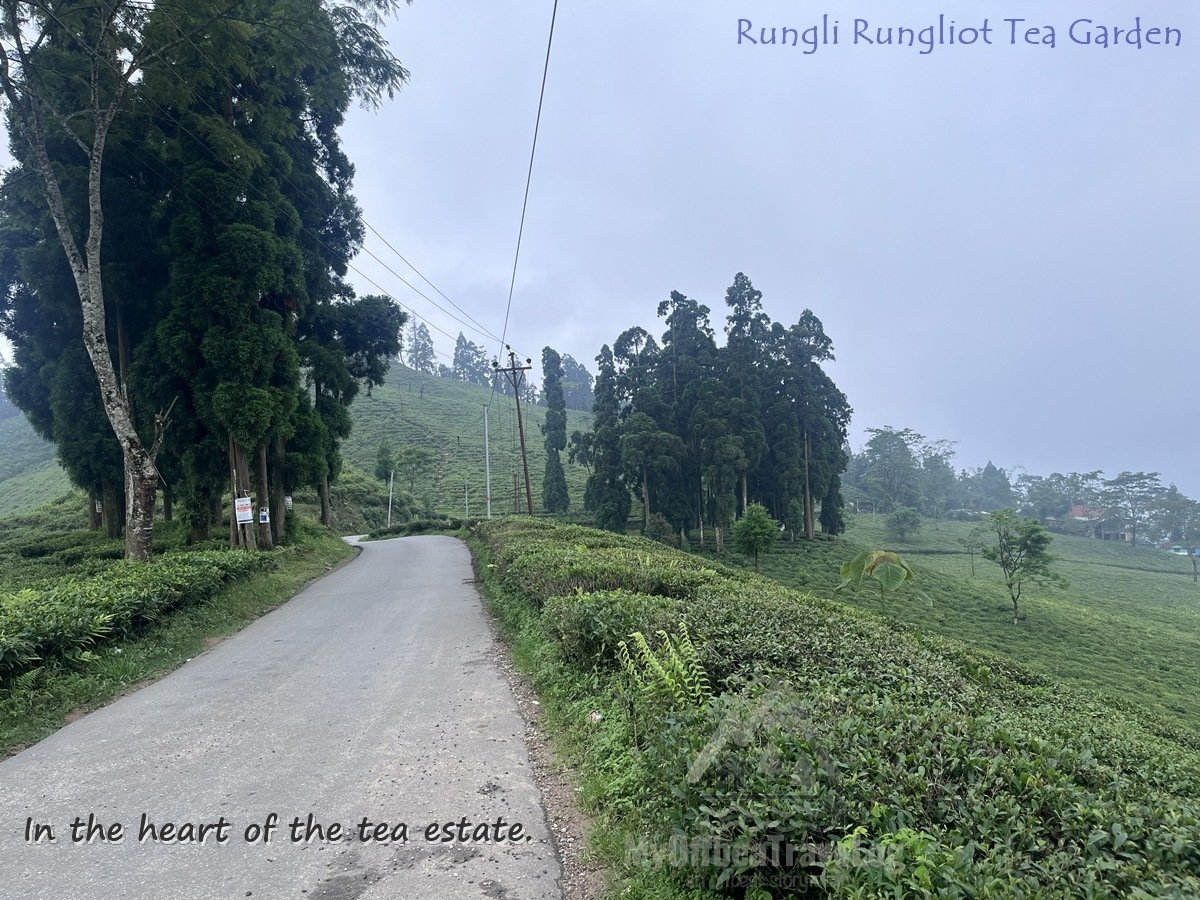 Tea Tourism