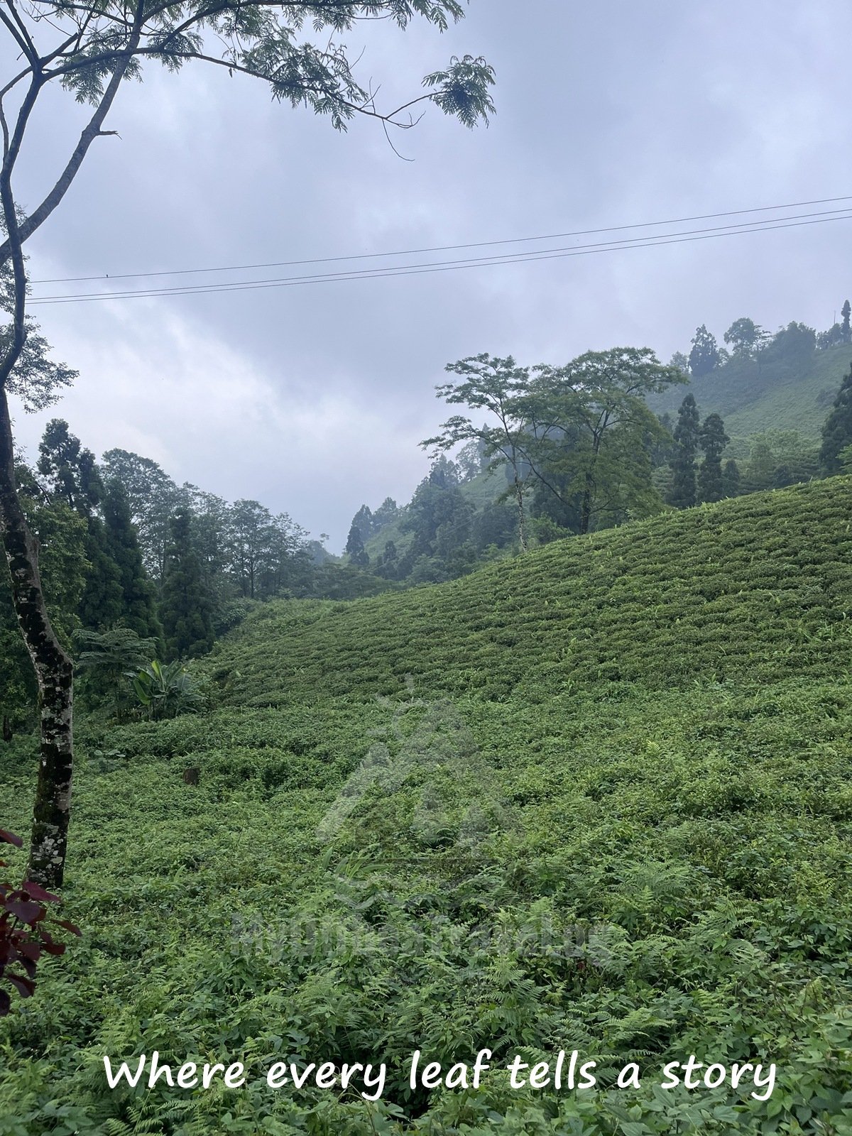 Darjeeling Tea Garden